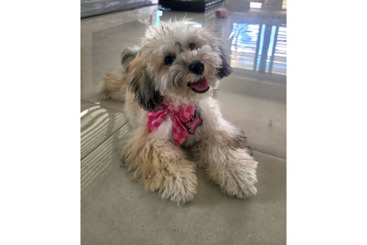 Meet Amira - our Havapoo Puppy Photo 1/4 - Puppy Love PR Best Havapoo Baby