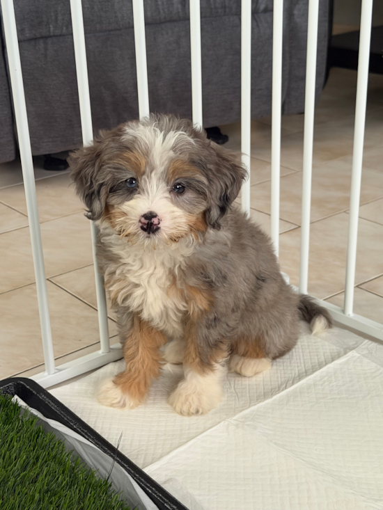 Mini Bernedoodle
