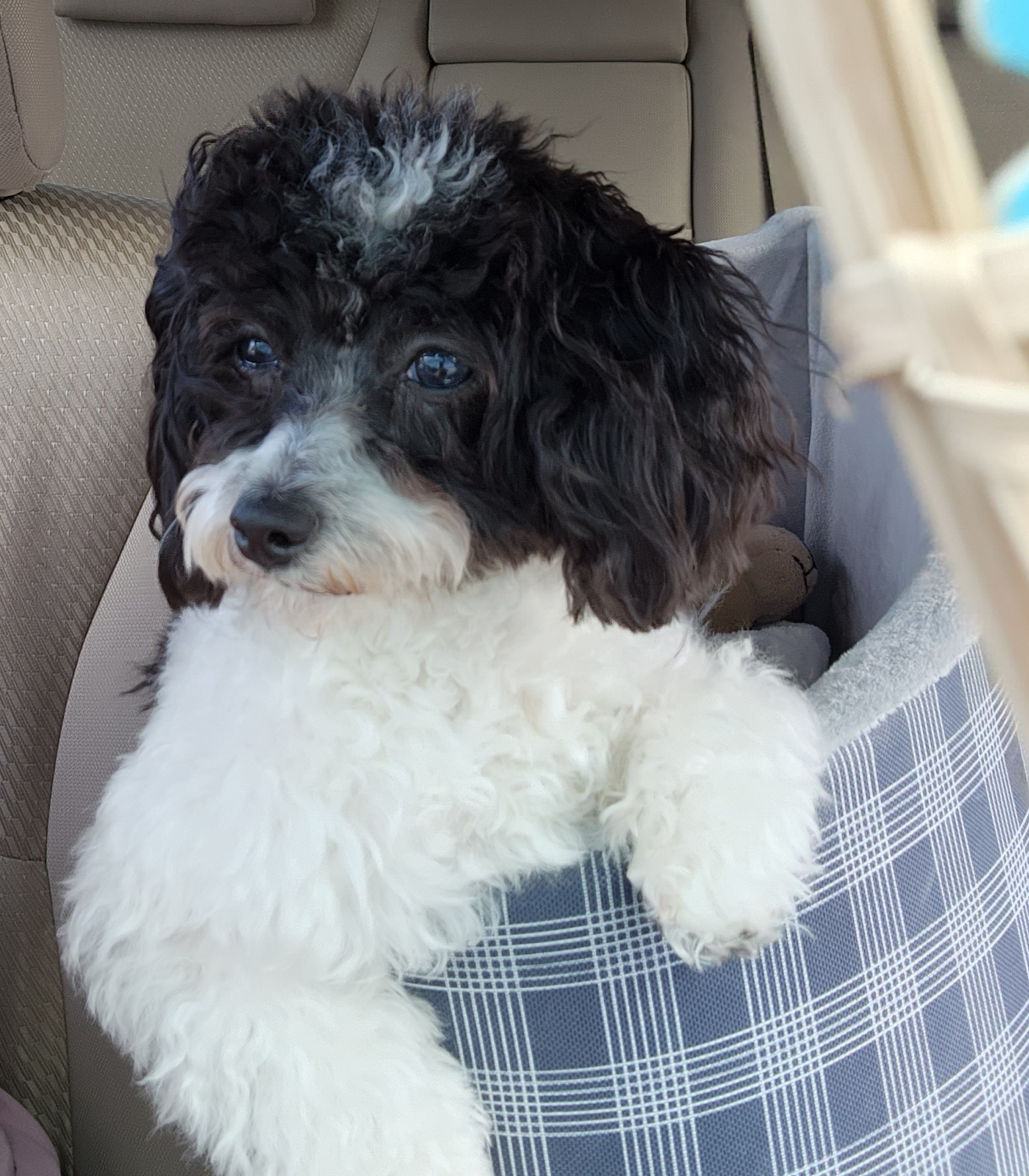 Best Maltipoo Baby