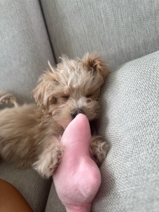 Maltipoo