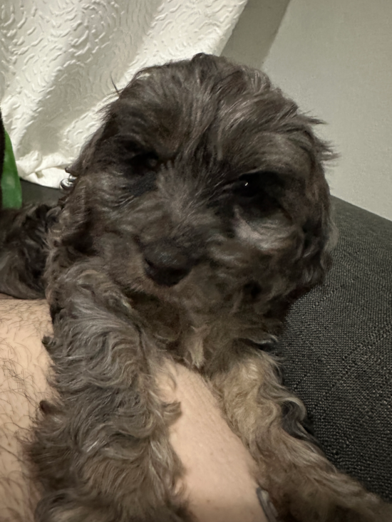 Cavapoo