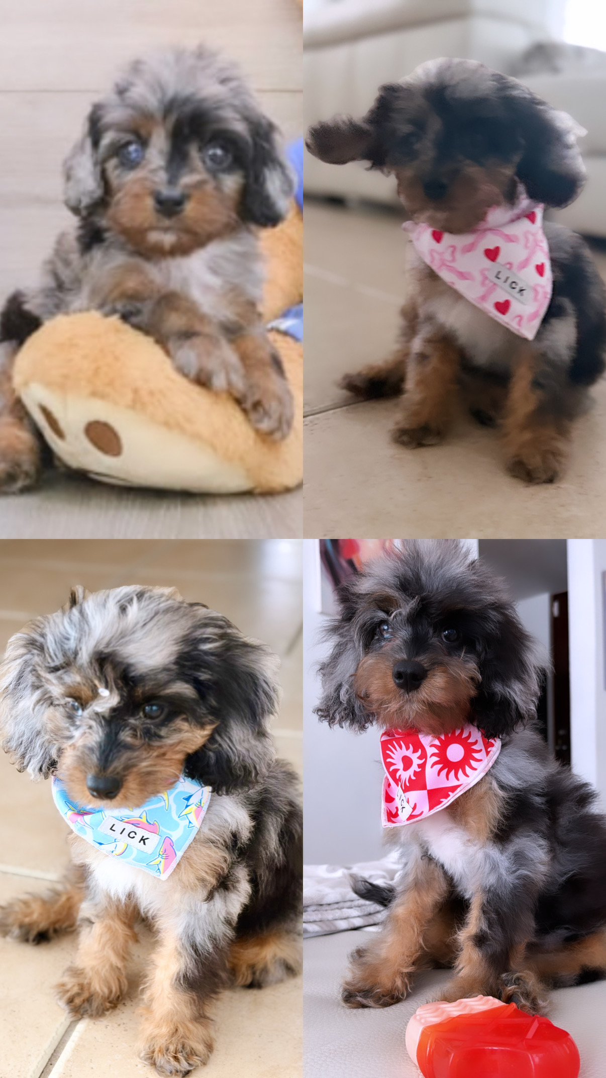 Cavapoo Puppy for Adoption
