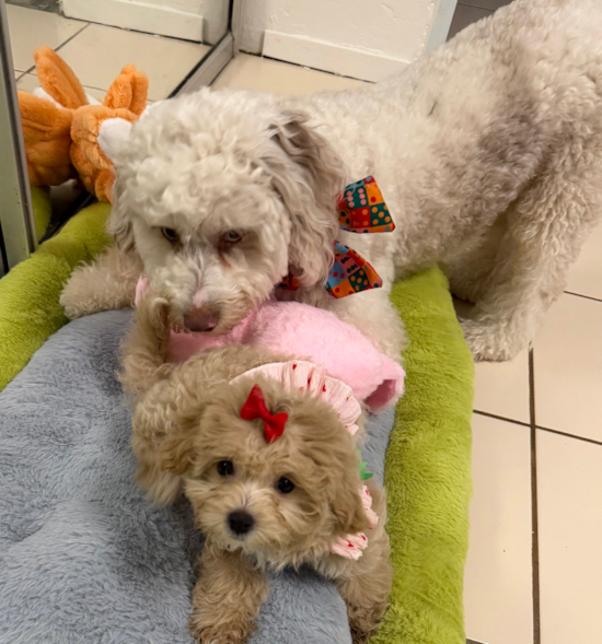 Maltipoo