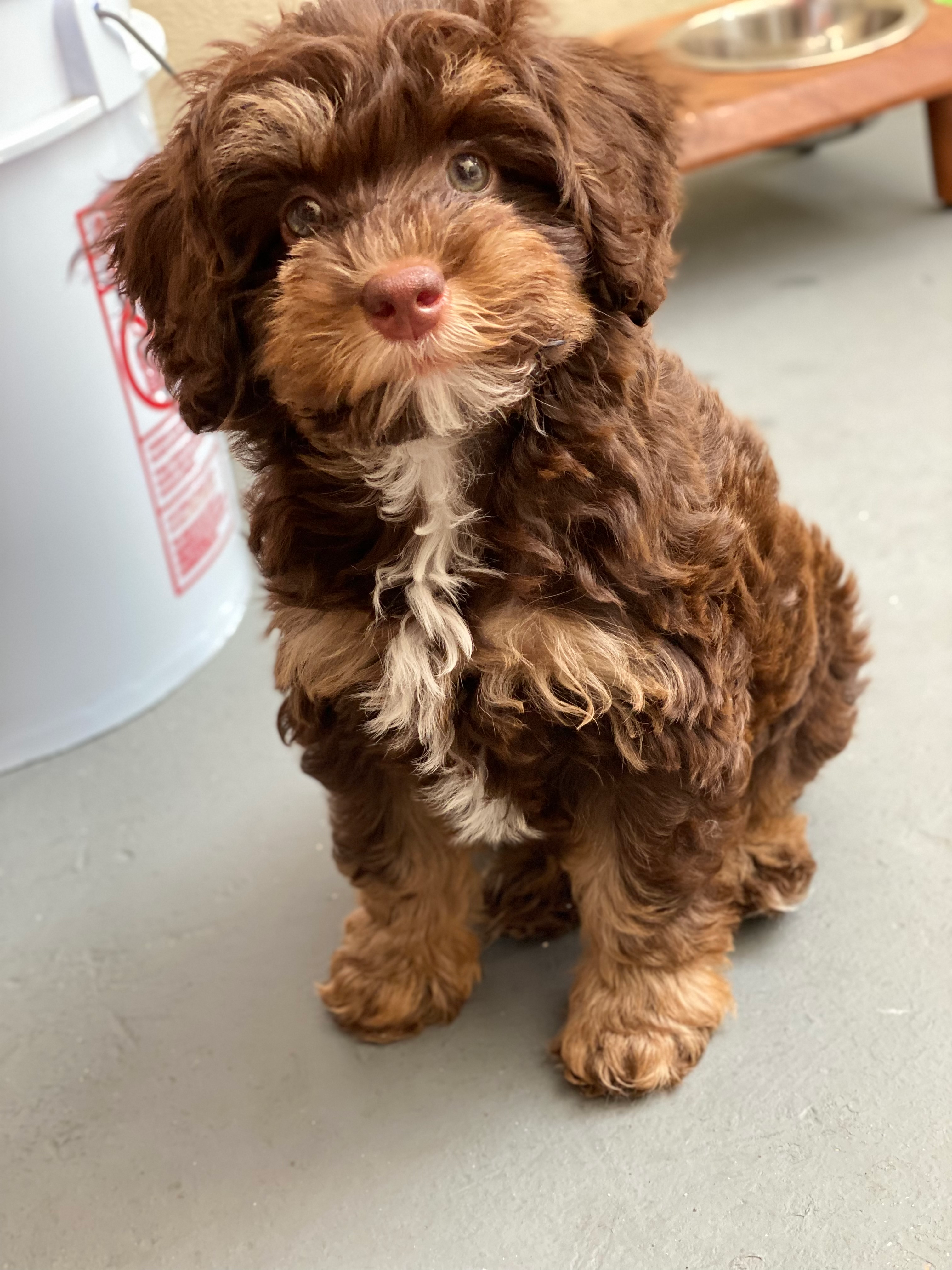 Mini Bernedoodle Pup Being Cute