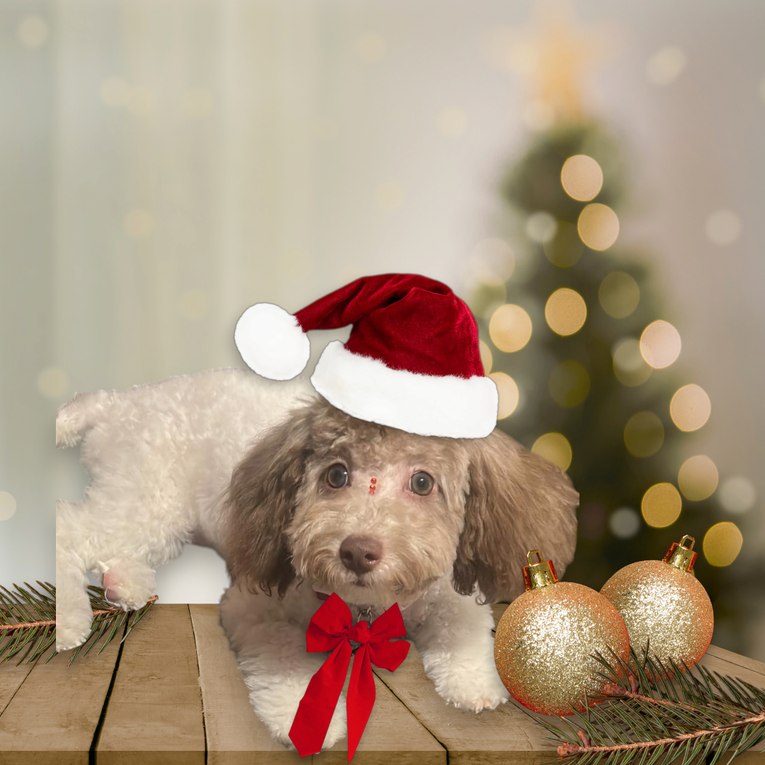 Cute Caniche Purebred Puppy