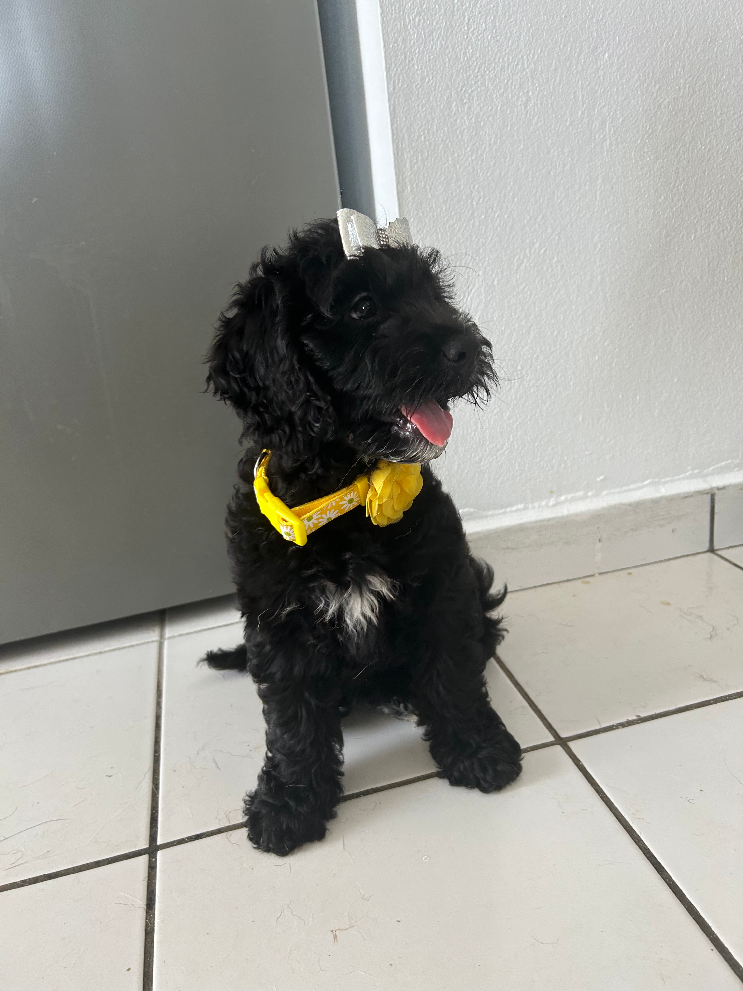 Best Mini Goldendoodle Baby