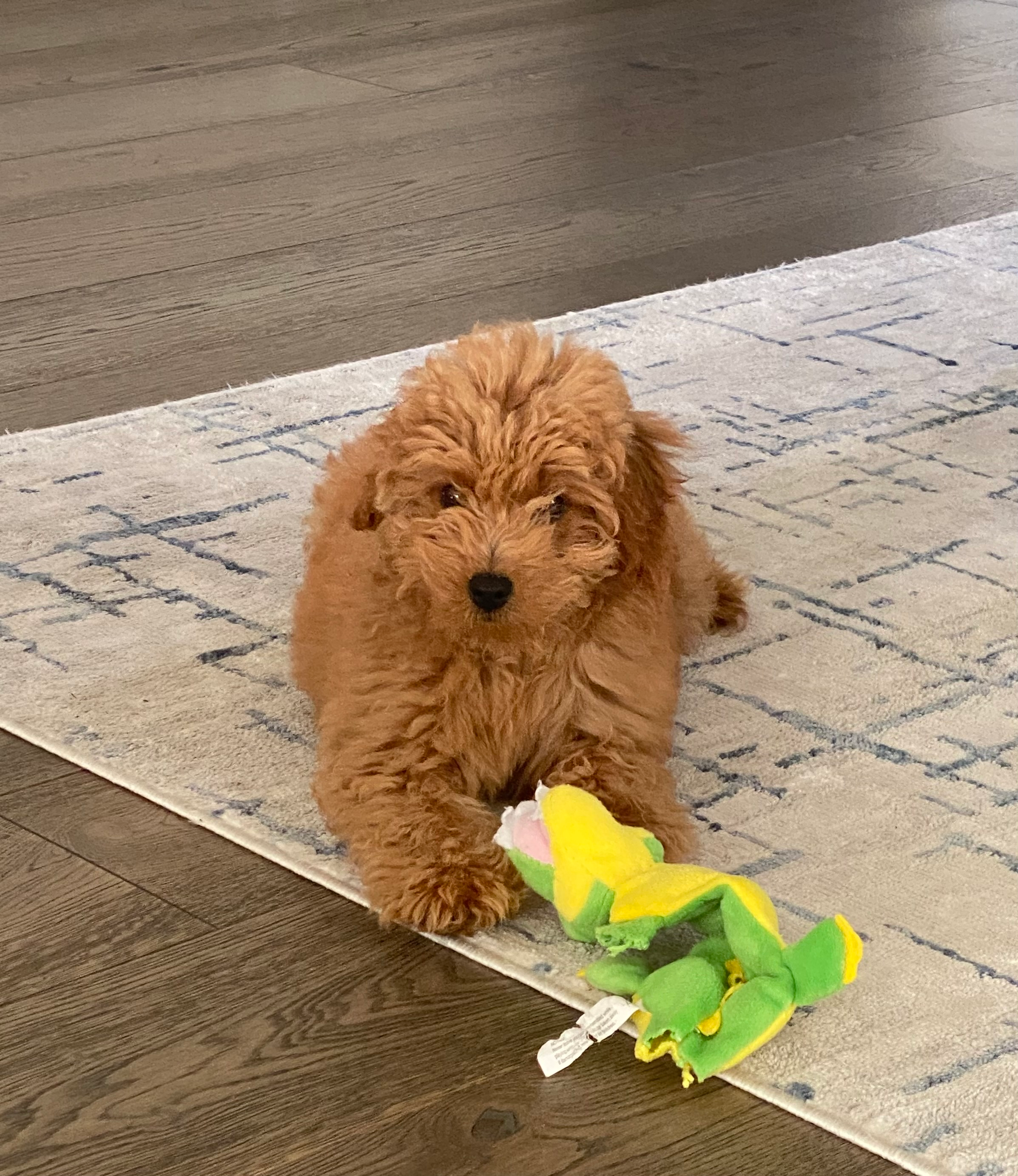 Cute Mini Goldendoodle Baby