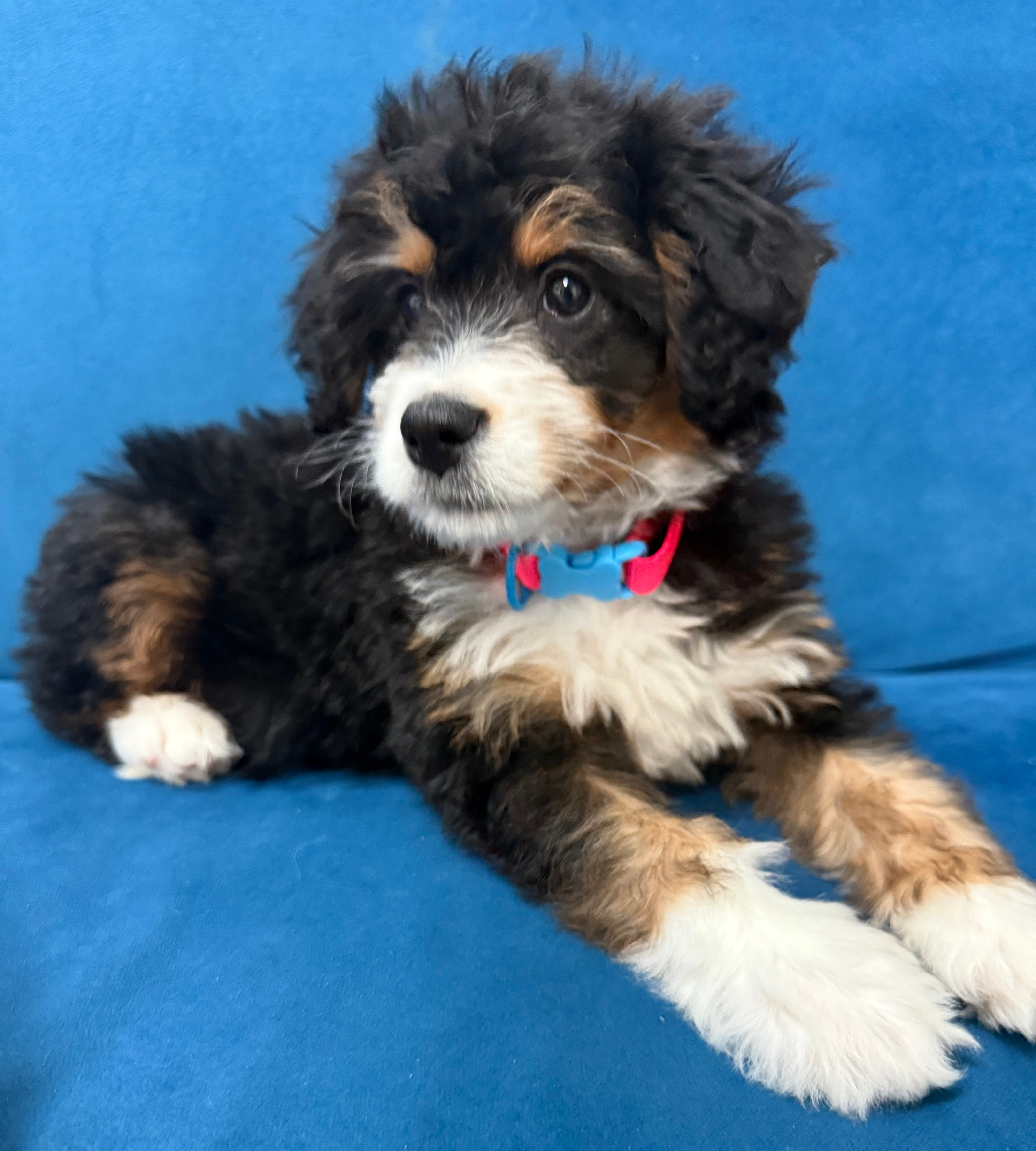 Fluffy Mini Bernedoodle Poodle Mix Pup
