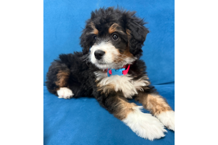 Fluffy Mini Bernedoodle Poodle Mix Pup