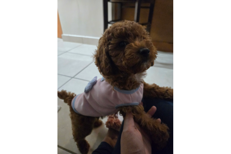 Poodle Pup Being Cute