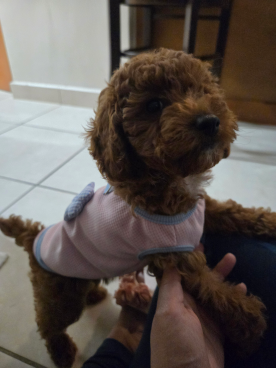 Poodle