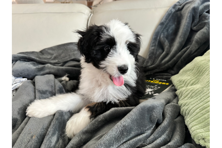 Mini Bernedoodle Pup Being Cute