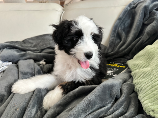 Mini Bernedoodle