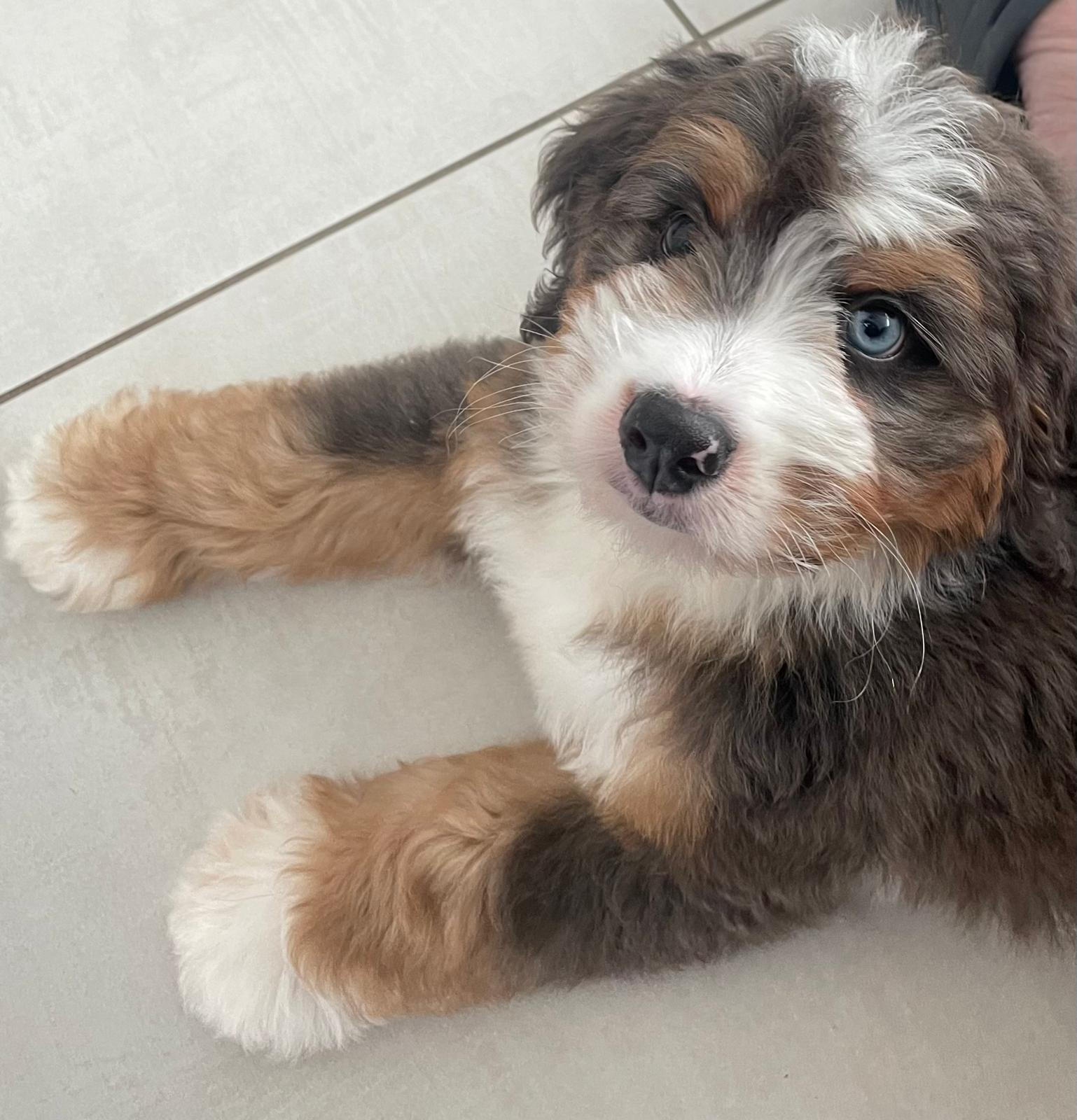 Best Mini Bernedoodle Baby