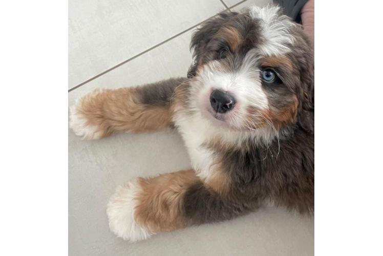 Best Mini Bernedoodle Baby