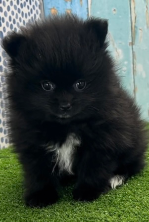Sweet Pomeranian Purebred Puppy