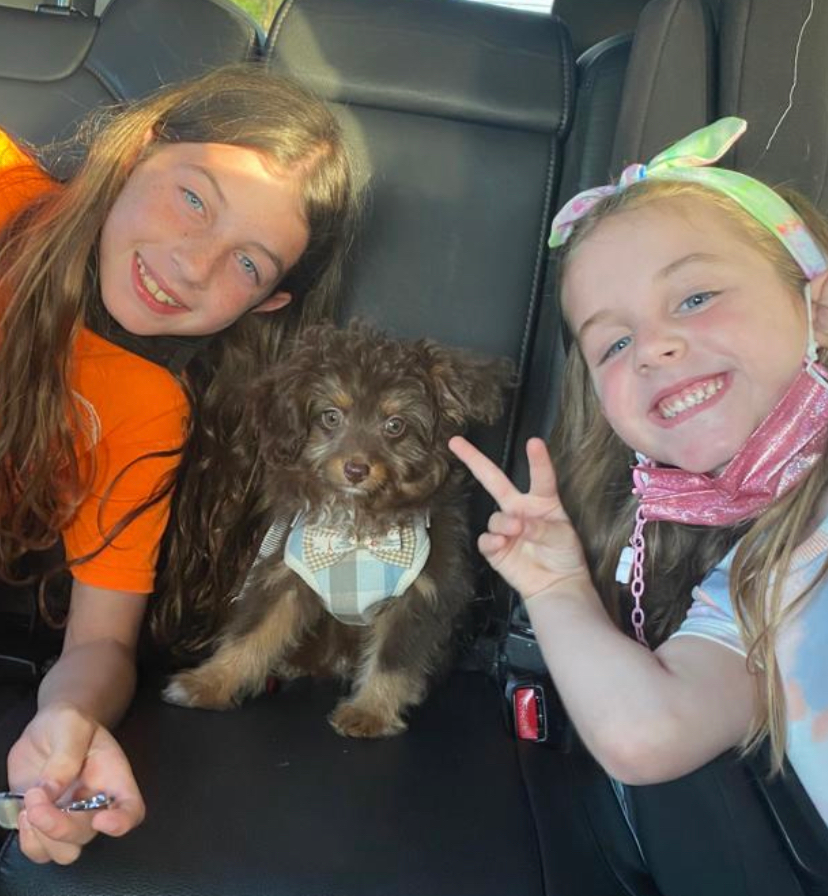 Mini Aussiedoodle Puppy for Adoption