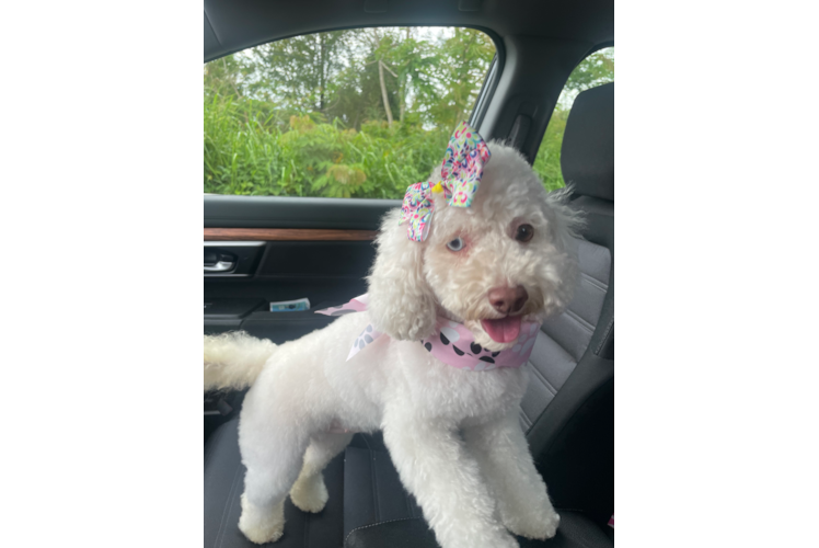 Best Cockapoo Baby