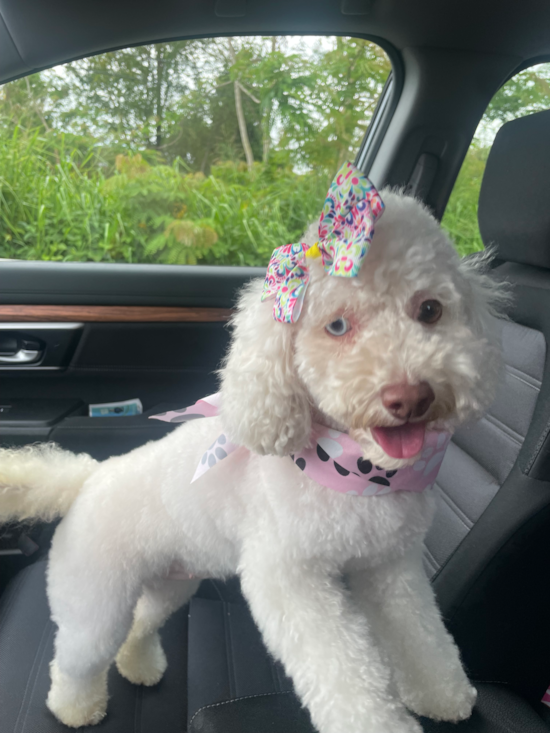 SOPHIE
