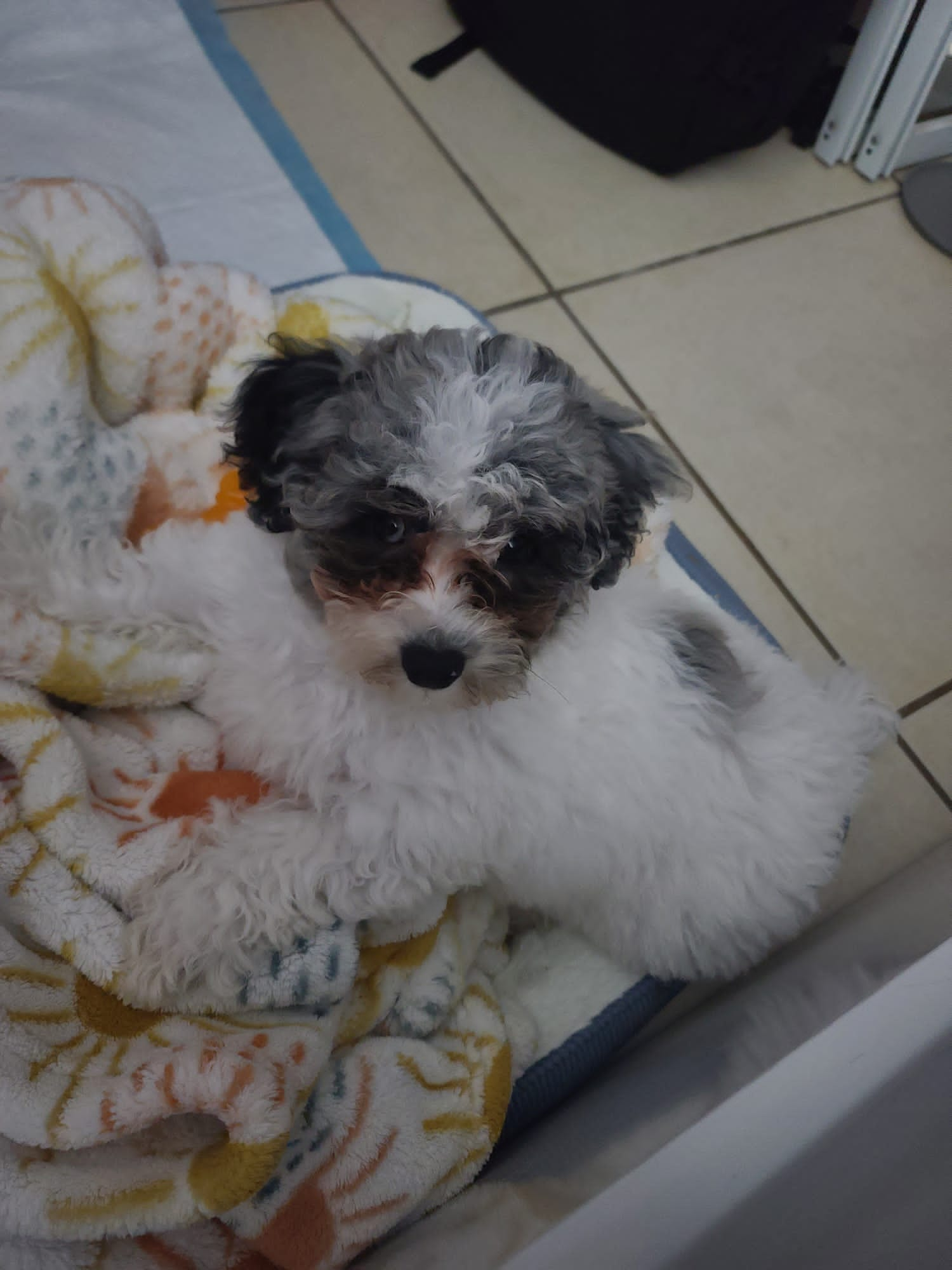 Cute Poochon Baby