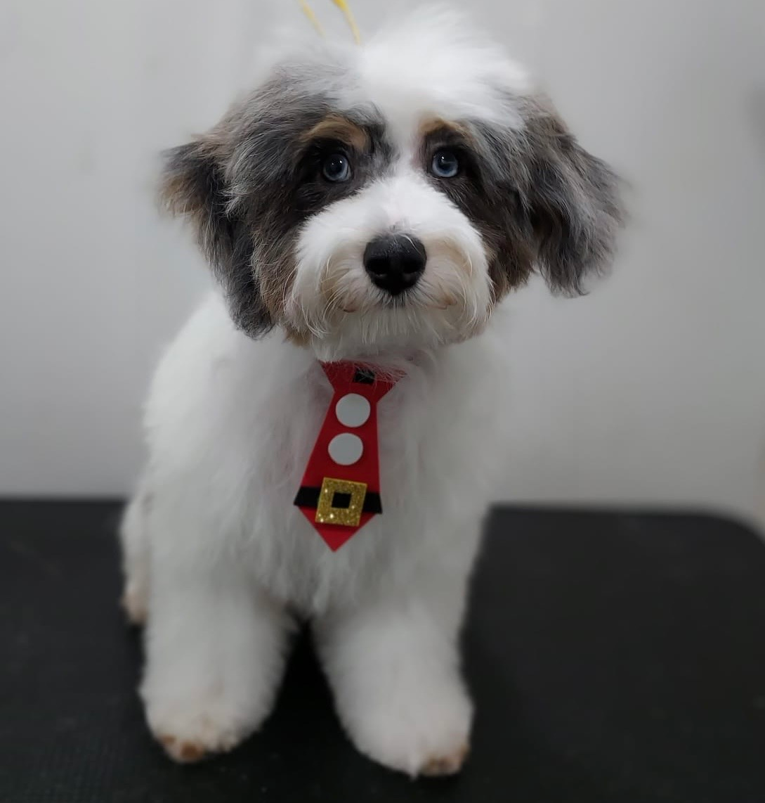 Cute Maltipoo Baby