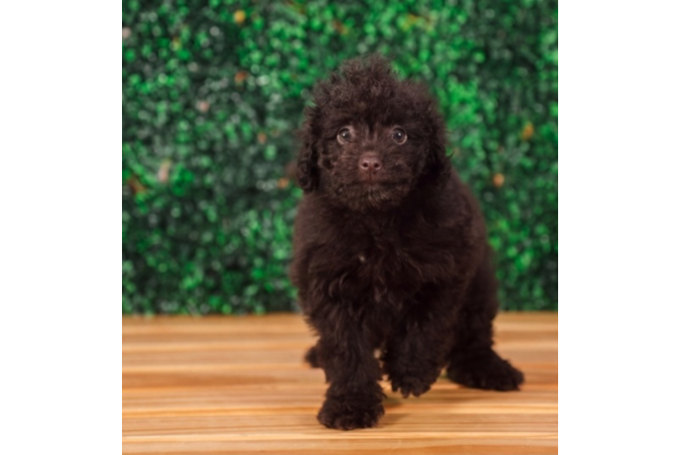 Cute Mini Labradoodle Poodle Mix Pup