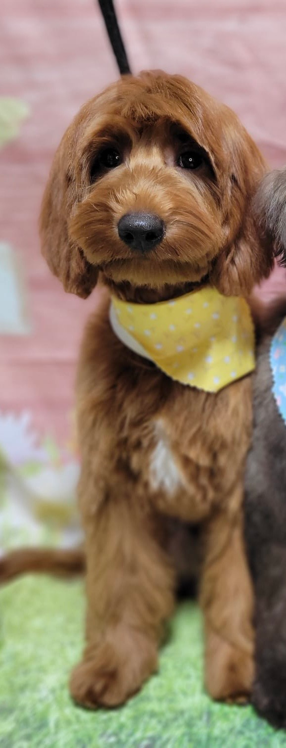 Best Mini Goldendoodle Baby