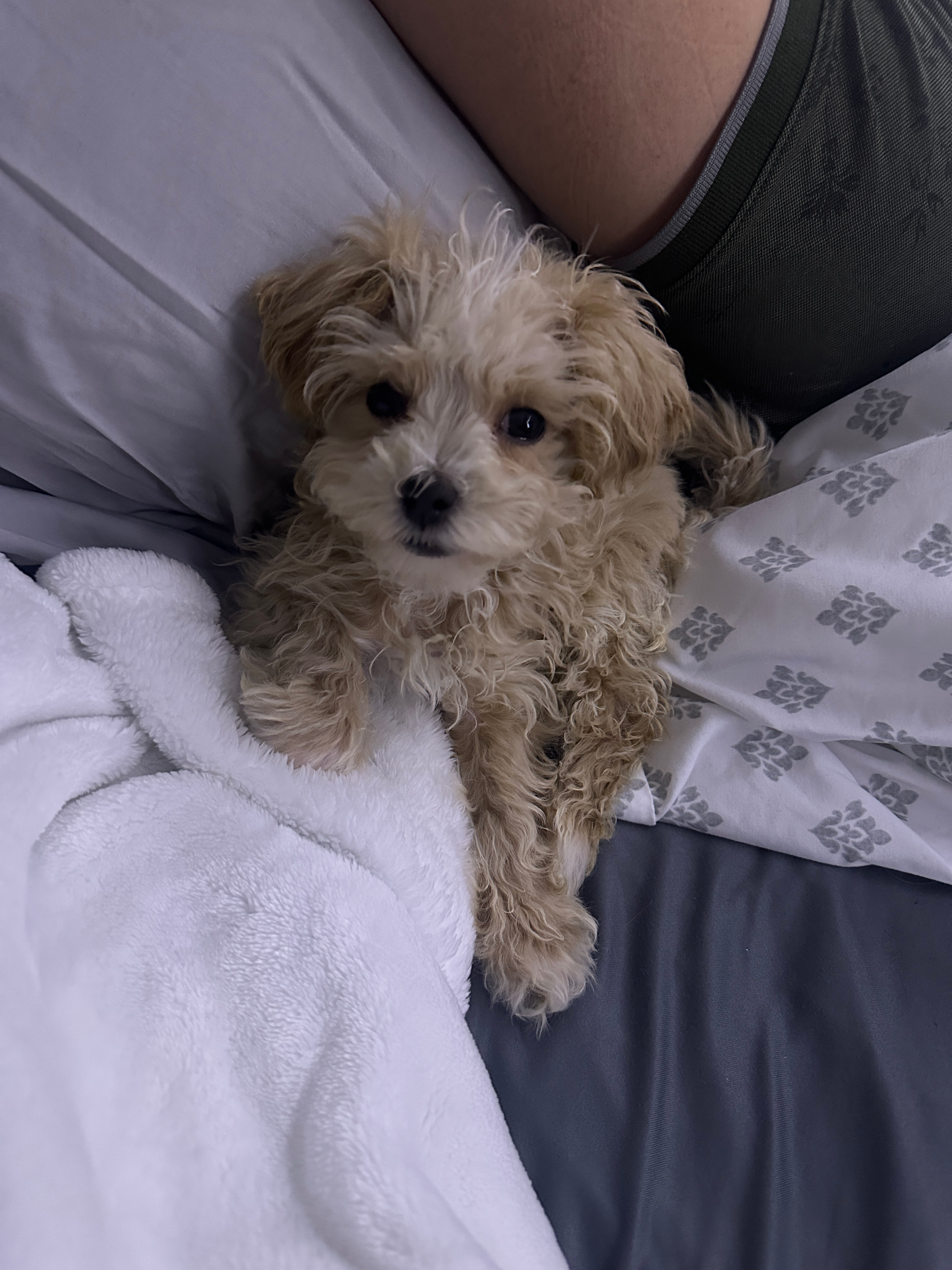 Best Maltipoo Baby