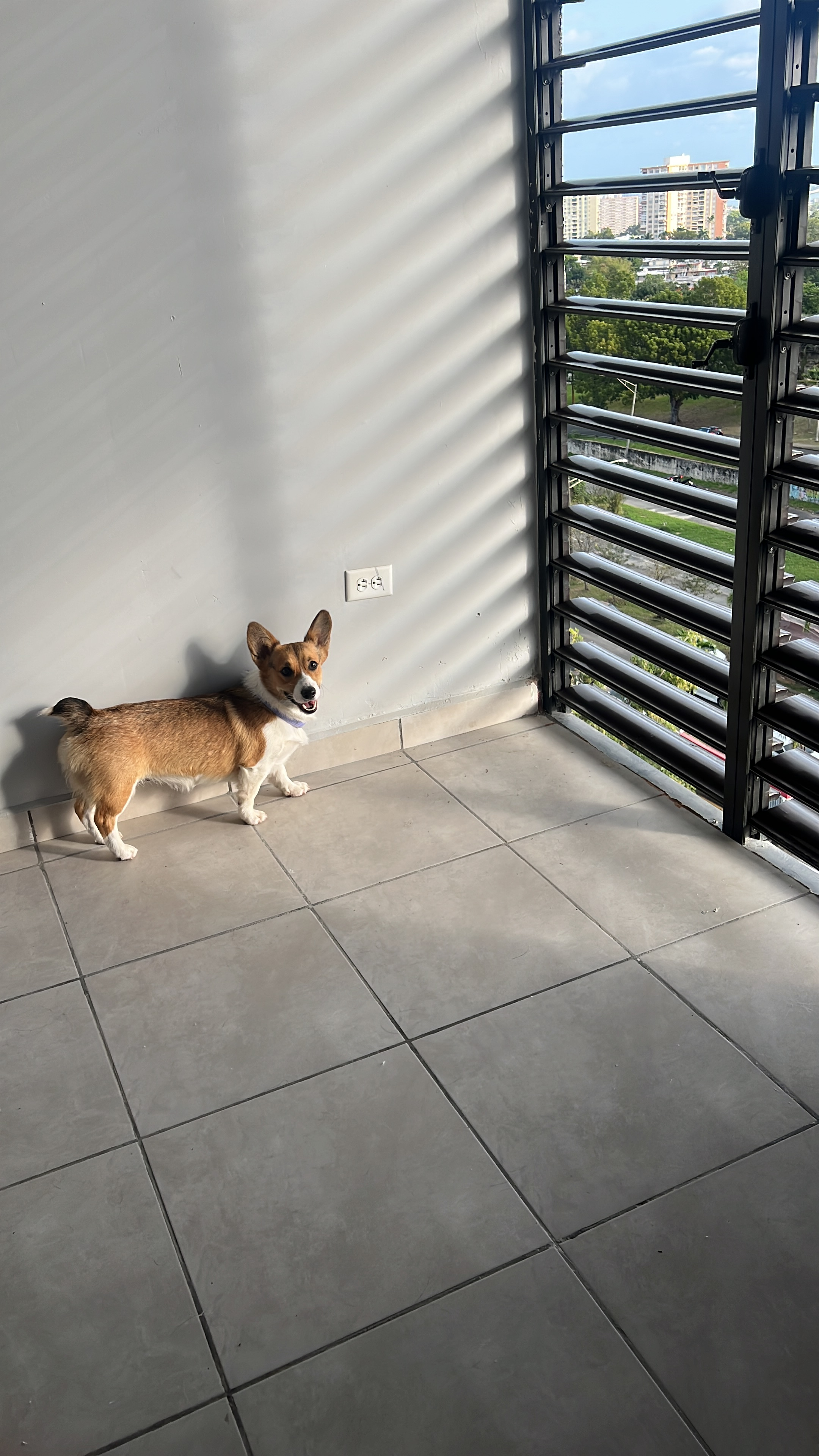 Cute Pembroke Welsh Corgi Purebred Pup