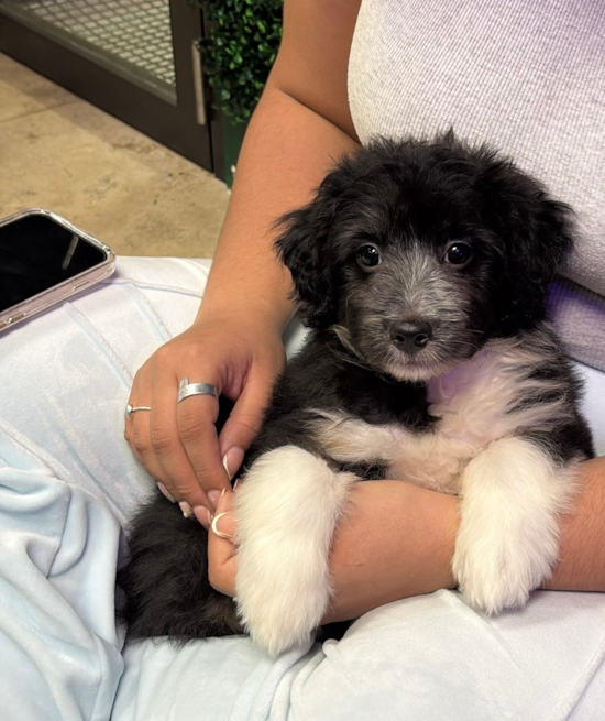 Mini Aussiedoodle