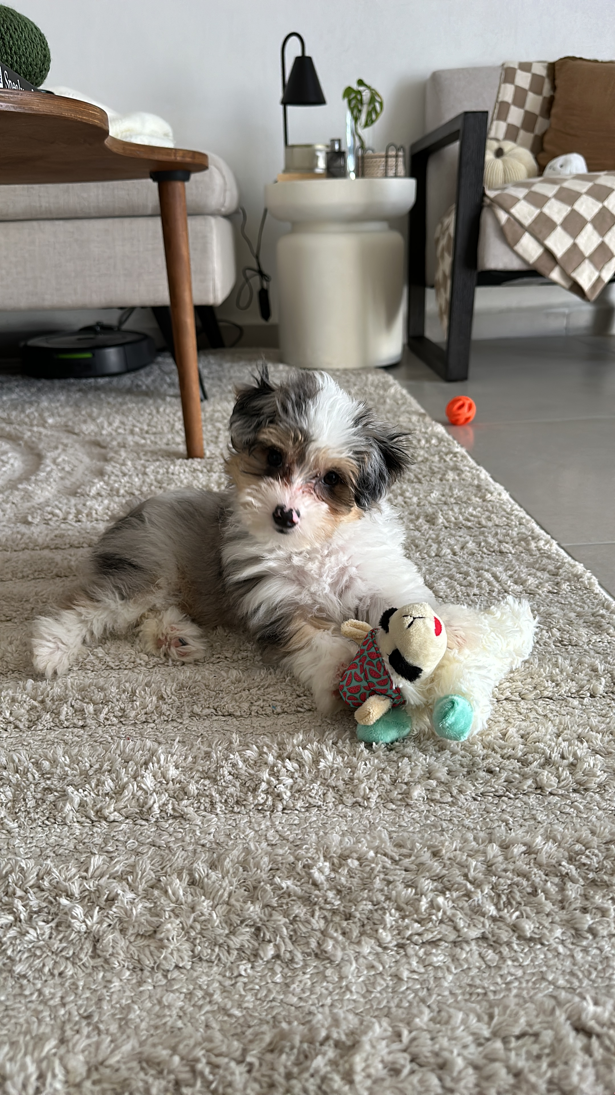Popular Aussiechon Designer Pup