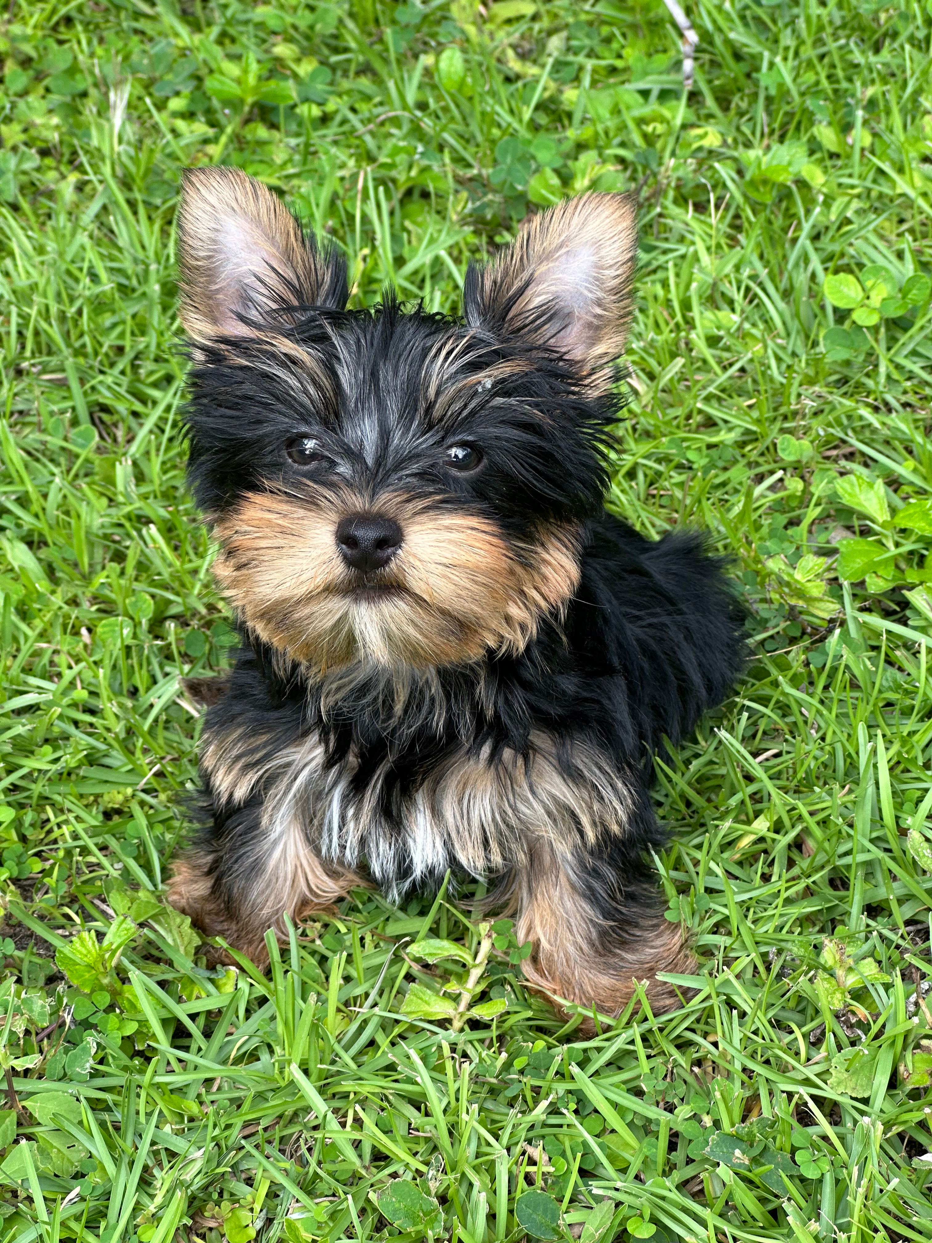 Cute Yorkie Purebred Puppy