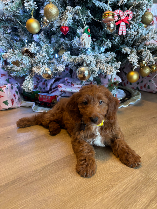 Mini Goldendoodle