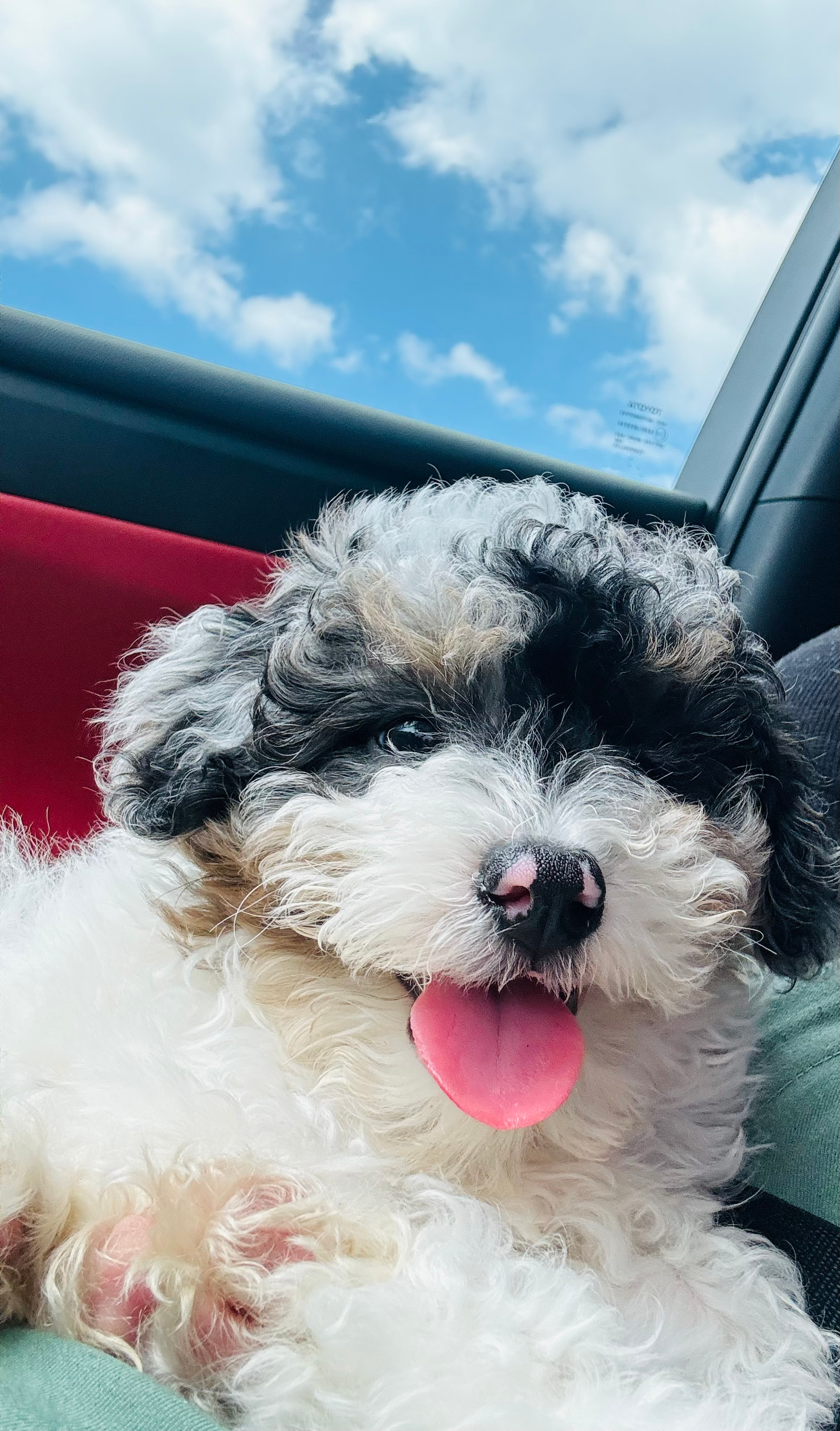 Poodle Pup Being Cute
