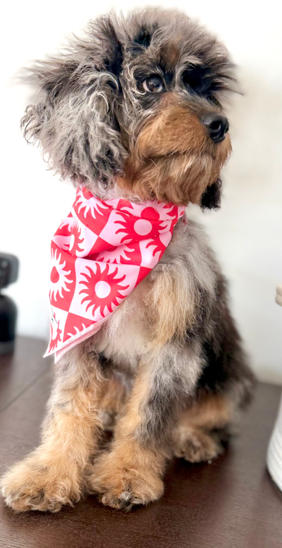 Cavapoo