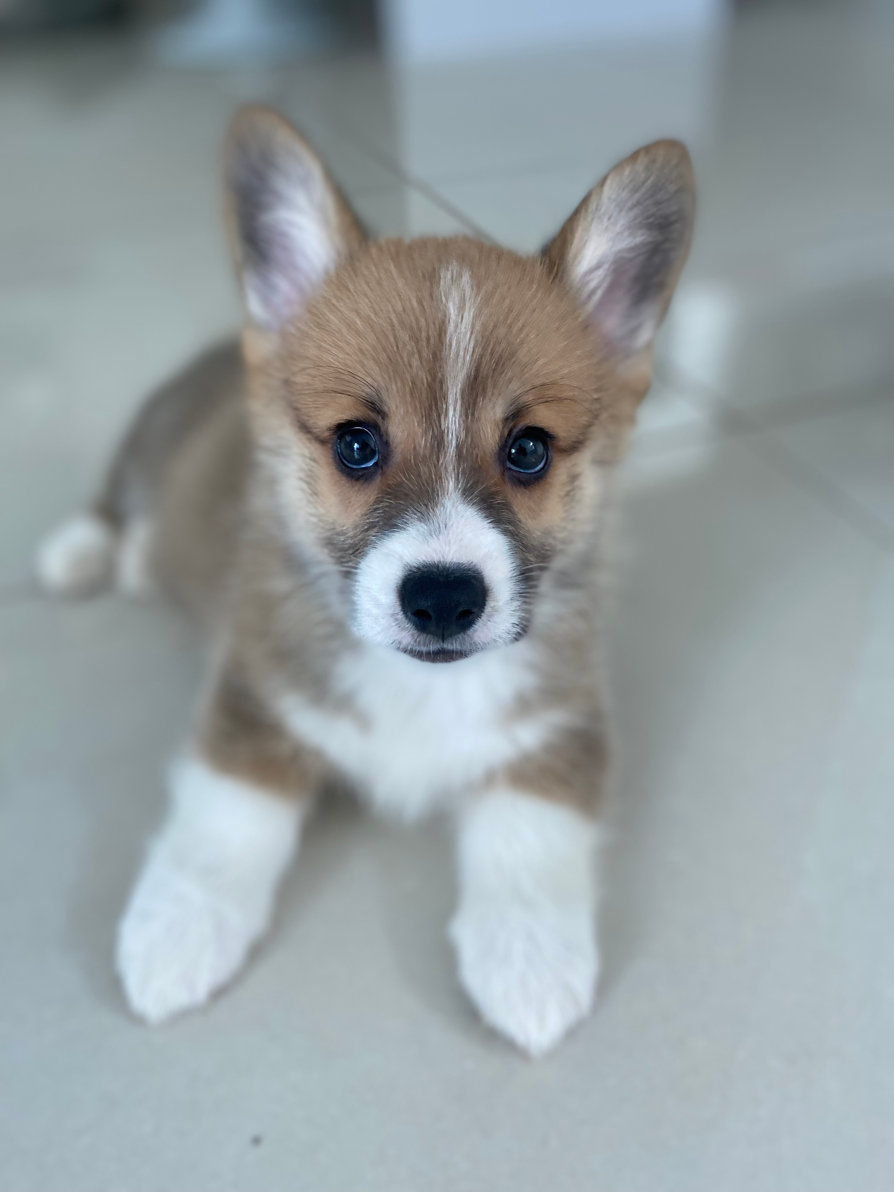 Cute Corgi Purebred Puppy