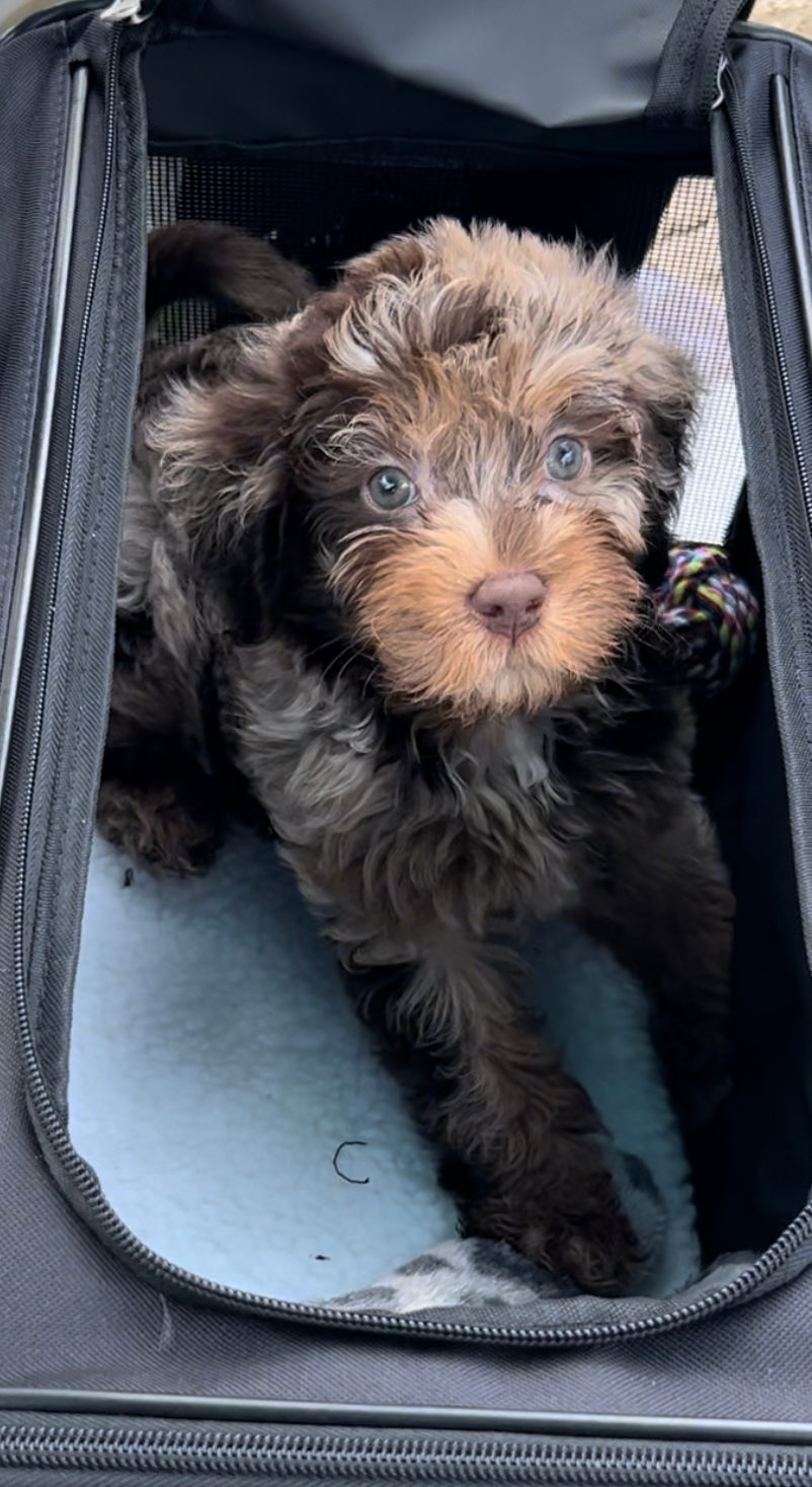 Friendly Mini Labradoodle Baby