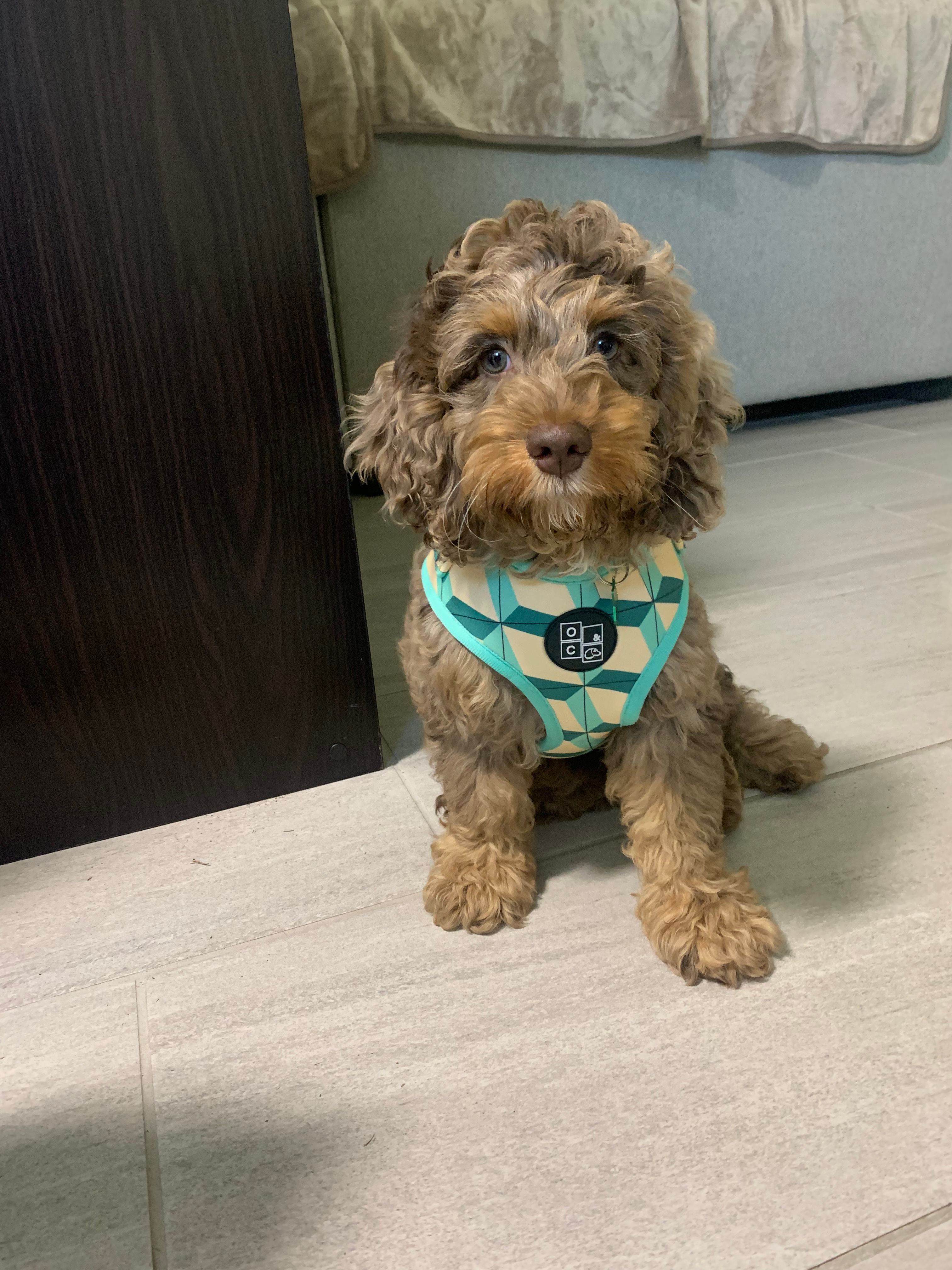 Cockapoo Pup Being Cute