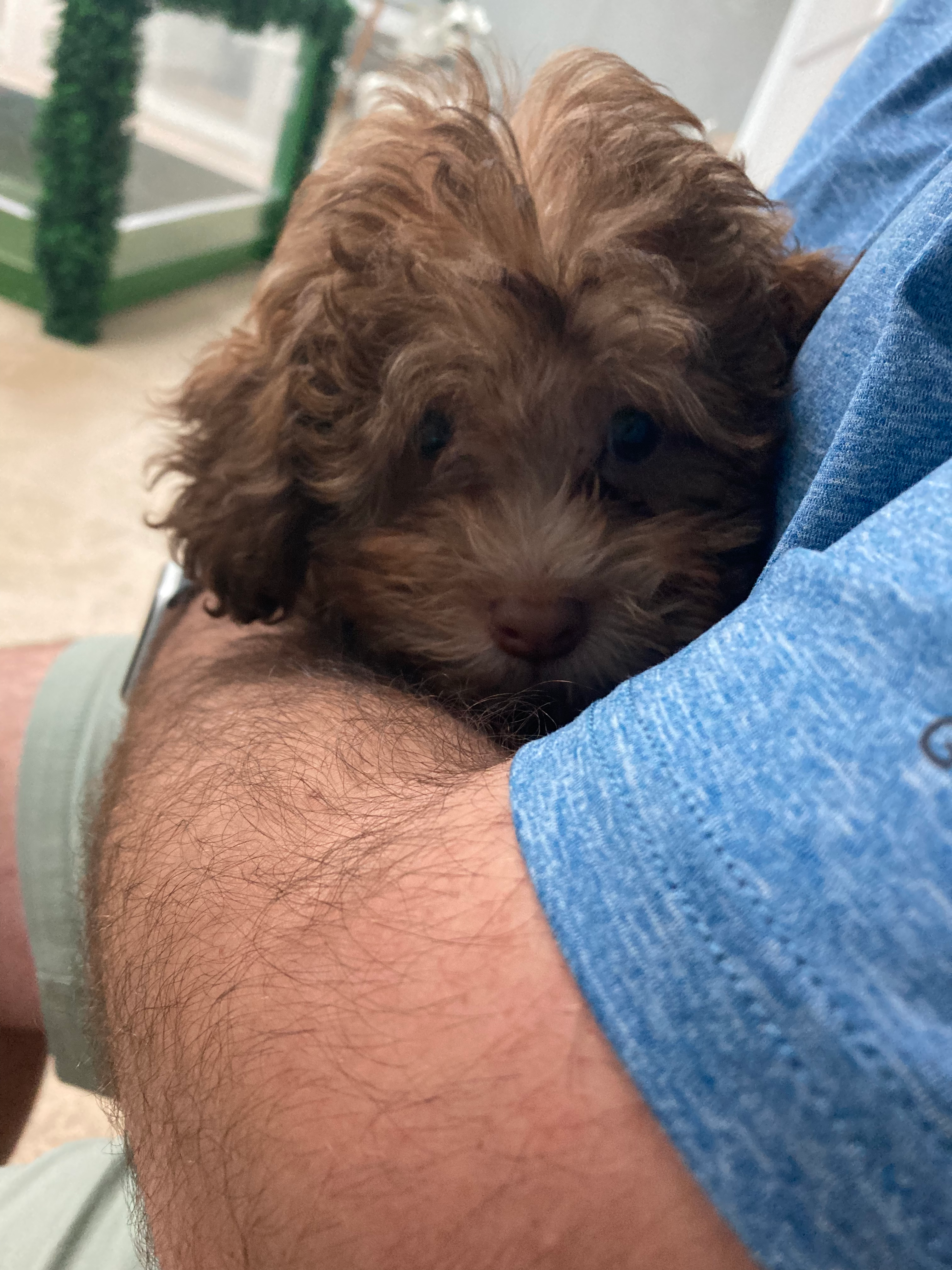 Shih Poo Puppy for Adoption
