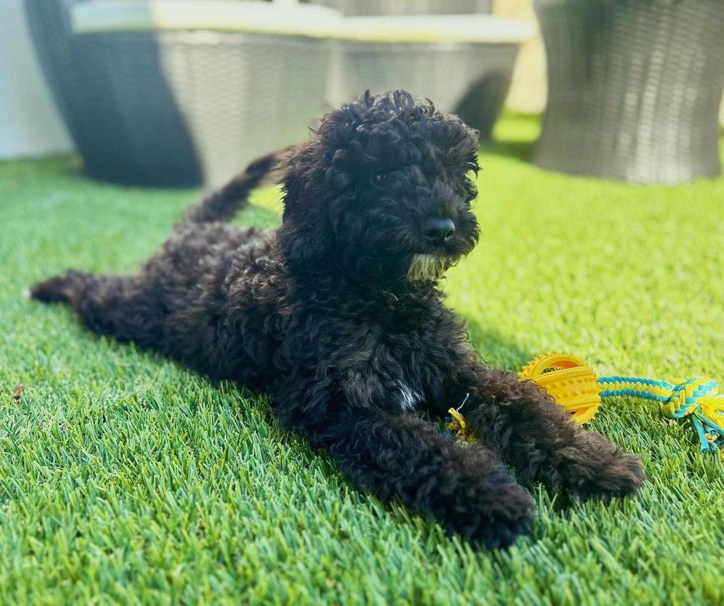 Cockapoo Puppy for Adoption