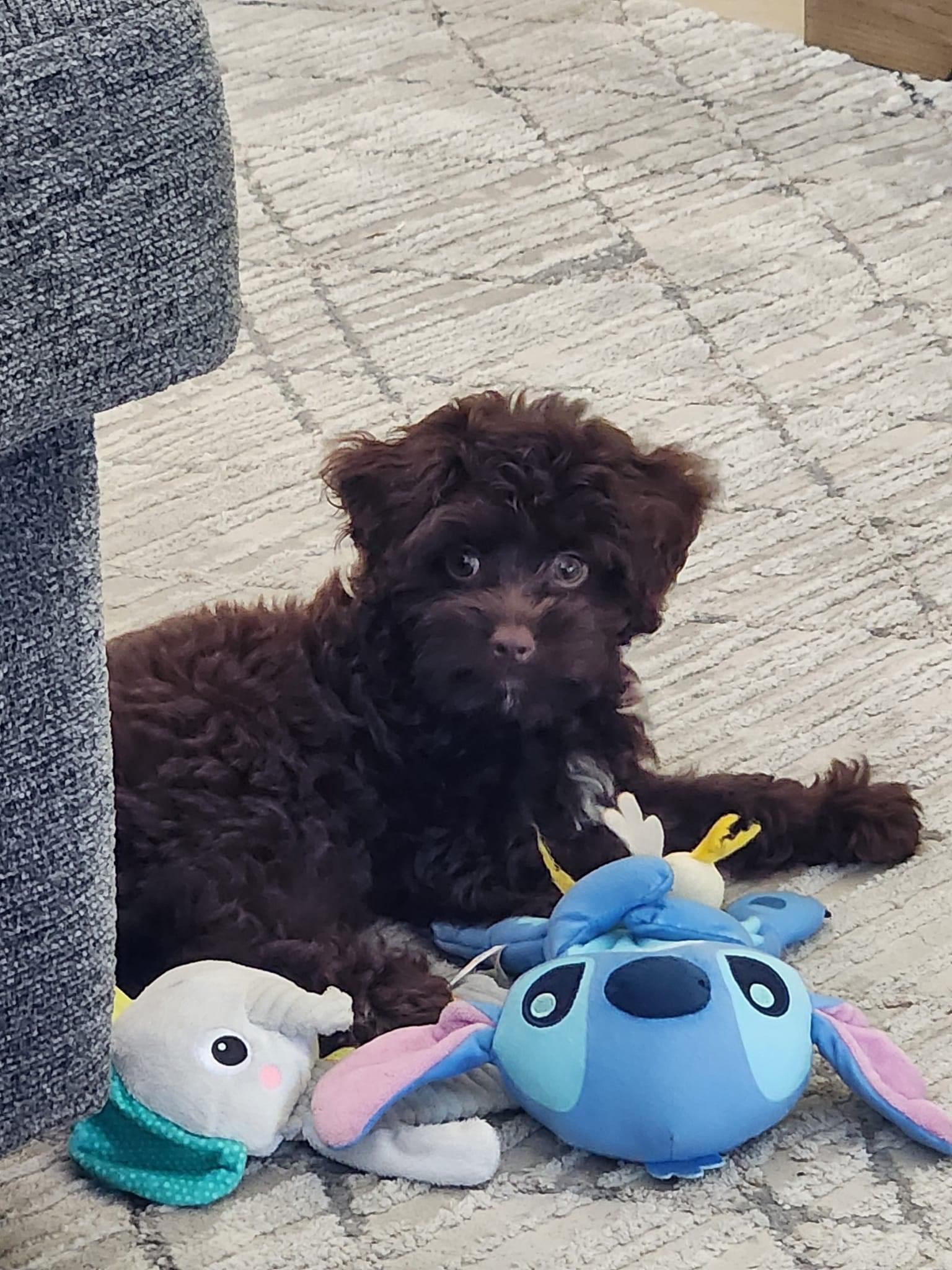 Cute Aussie Poo Poodle Mix Puppy