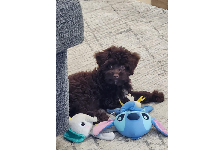 Cute Aussie Poo Poodle Mix Puppy