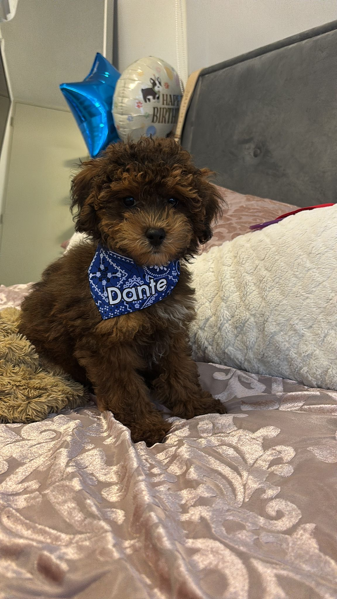 Playful Poodle Baby