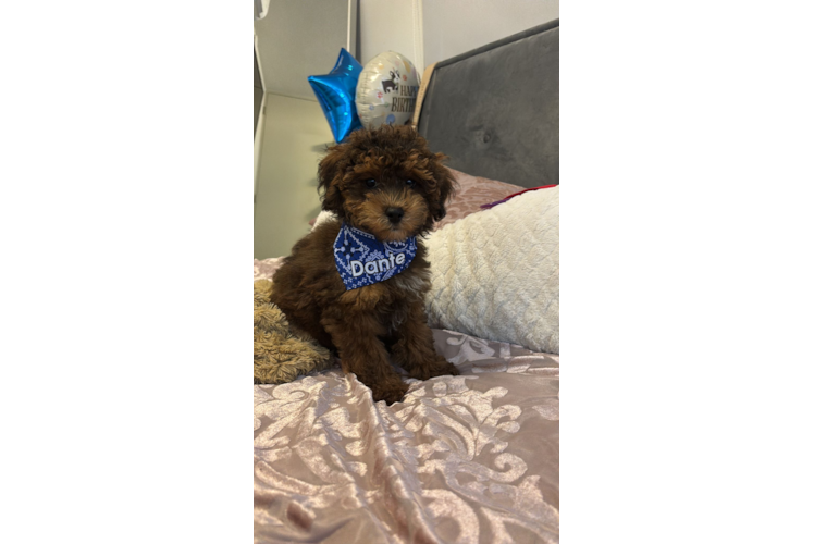 Playful Poodle Baby