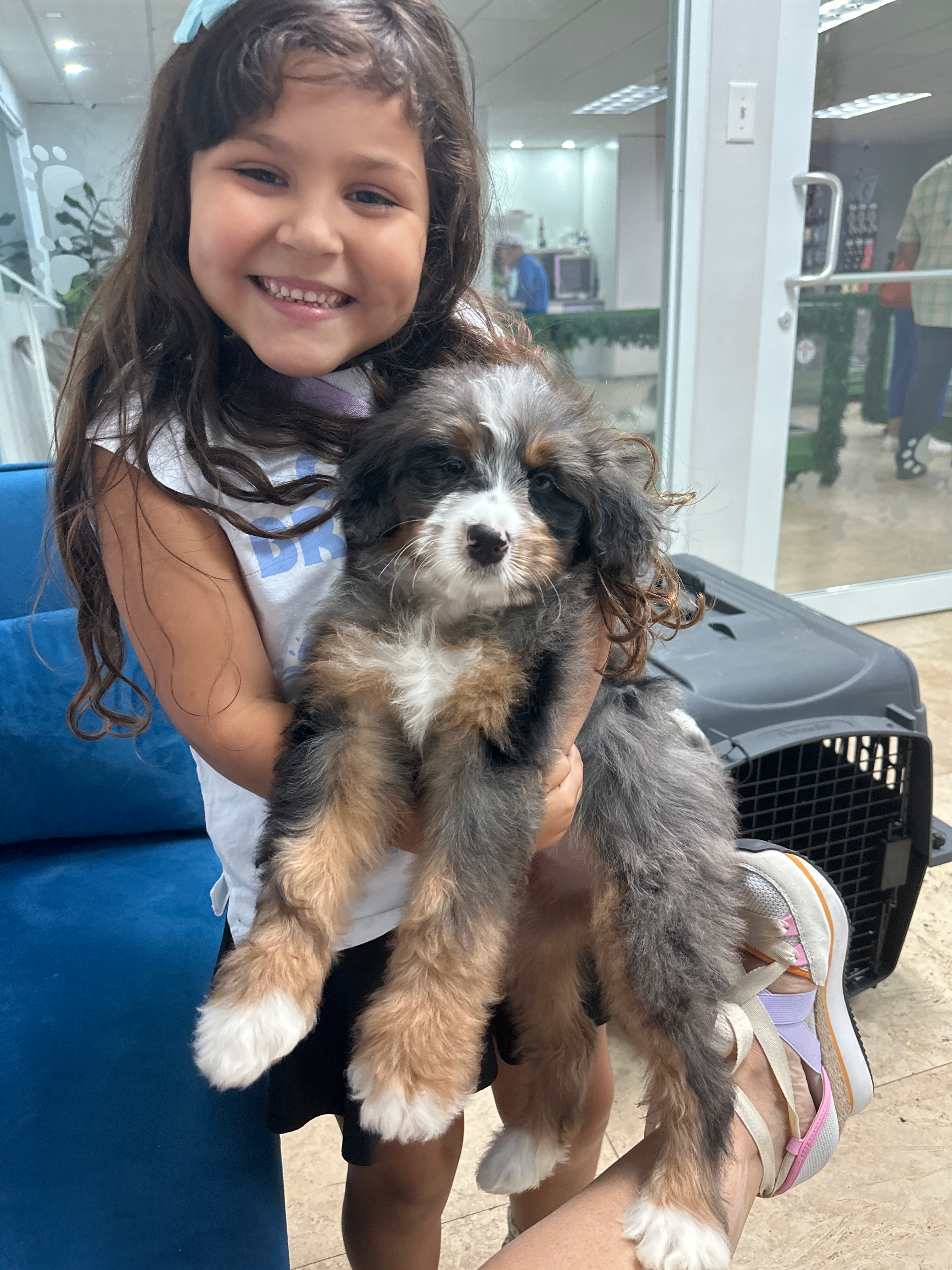 Mini Bernedoodle Pup Being Cute