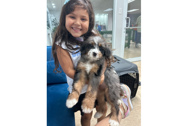 Mini Bernedoodle Pup Being Cute