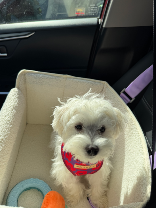 Maltese