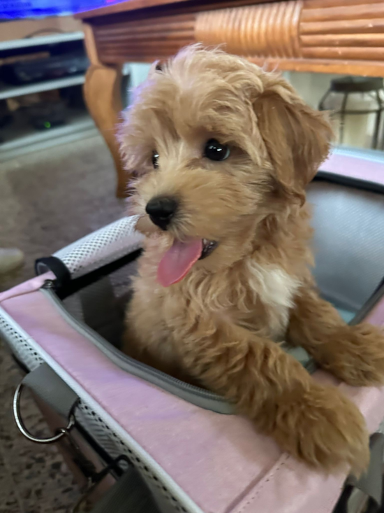 Maltipoo