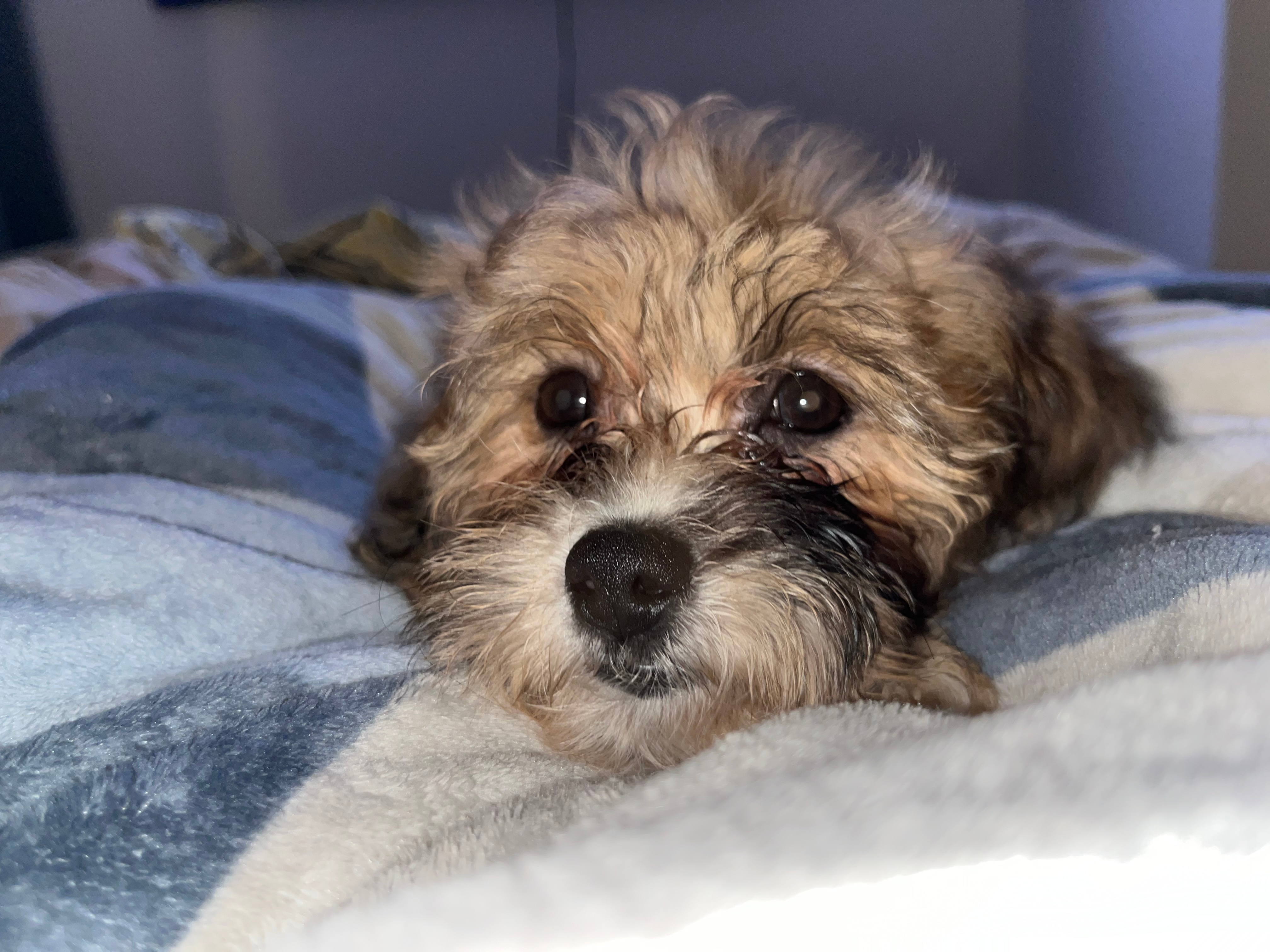 Shih Poo Pup Being Cute