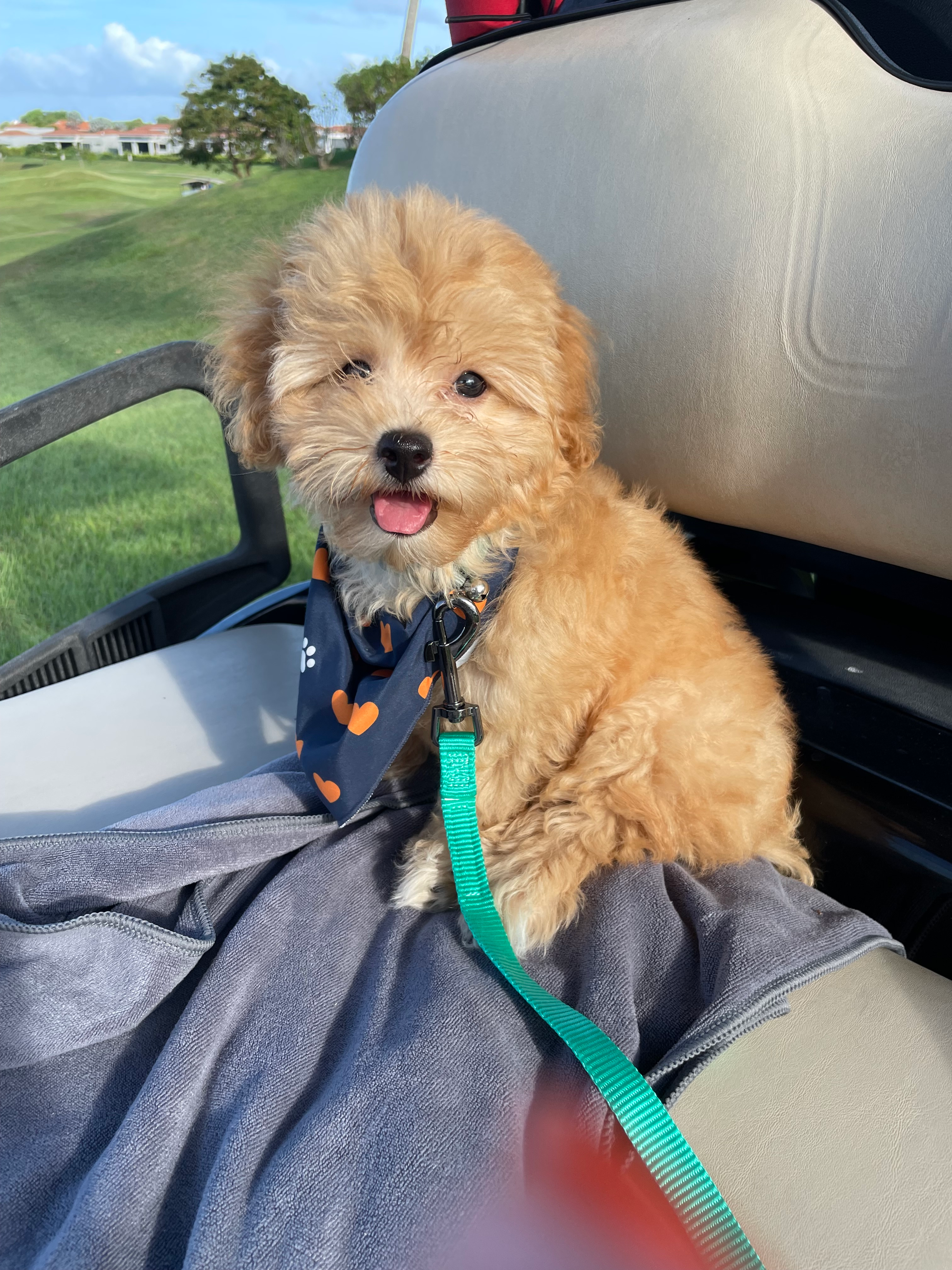 Cute Havapoo Baby